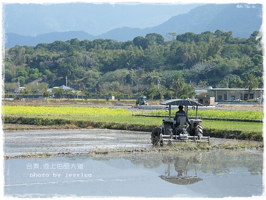 台東池上伯朗大道 (36)