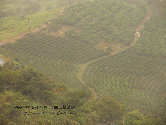 玉蘭社區玉蘭茶園 (38)