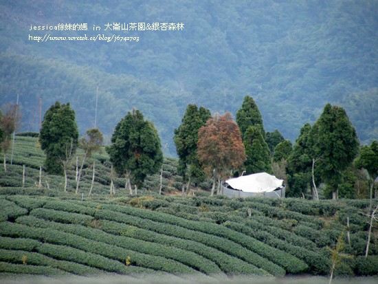 大崙山茶園&銀杏森林 (21)