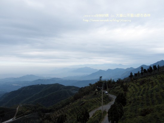 大崙山茶園&銀杏森林 (58)