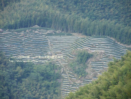 大崙山茶園&銀杏森林 (77)