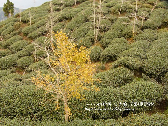 大崙山茶園&銀杏森林 (125)