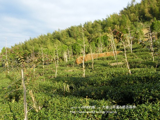 大崙山茶園&銀杏森林 (181)