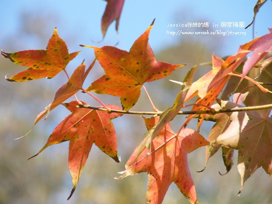 元旦 柳家梅園 (22)