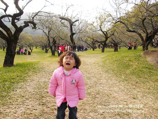 元旦 柳家梅園 (151)