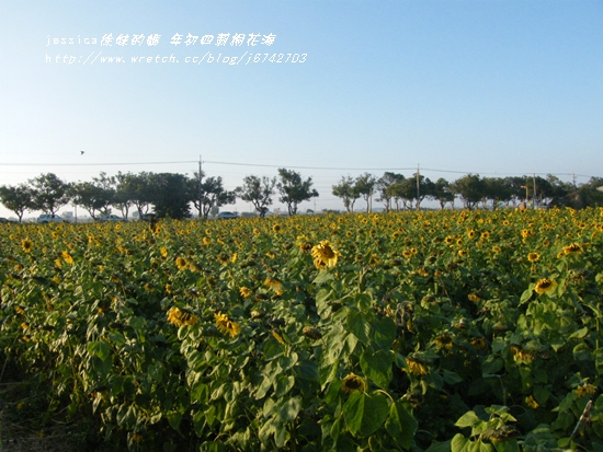 年初四 莿桐向日葵花海 (10)