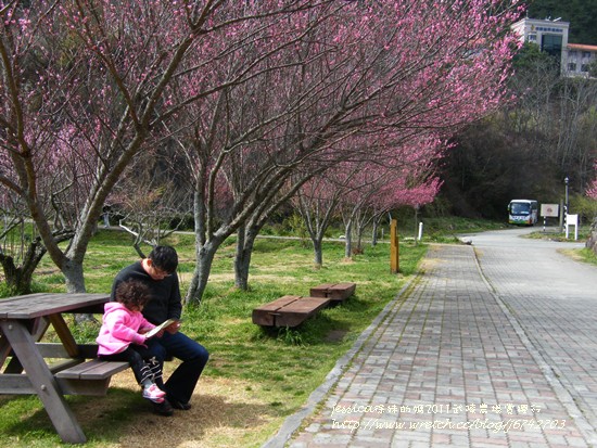 武陵賞櫻花入口花園廣場 (28)