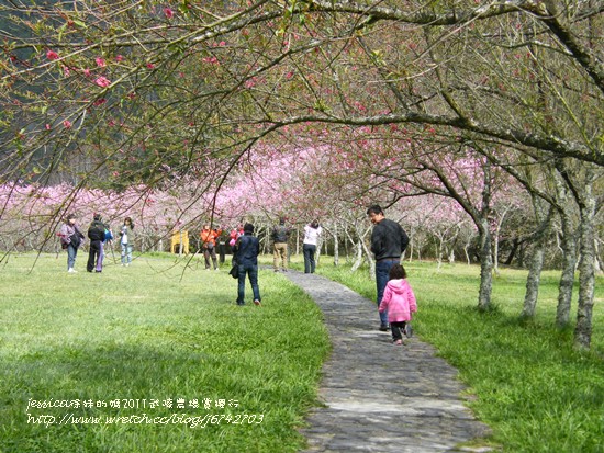 武陵賞櫻花入口花園廣場 (40)