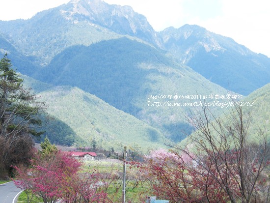 武陵賞櫻花之武陵山莊武陵橋篇 (1)