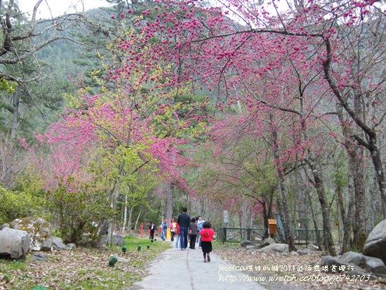 武陵賞櫻花之武陵山莊武陵橋篇 (34)