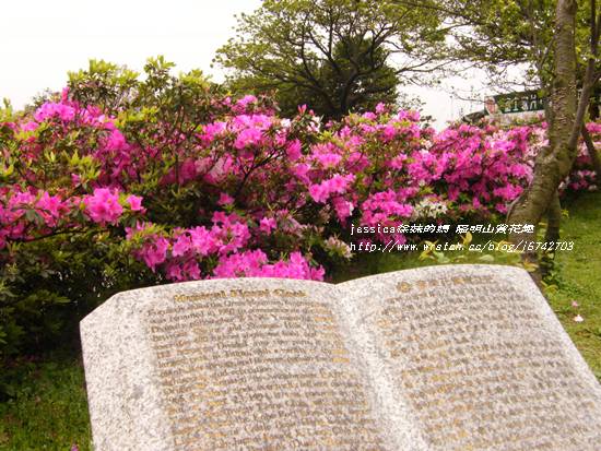 陽明山杜鵑花開 (4)