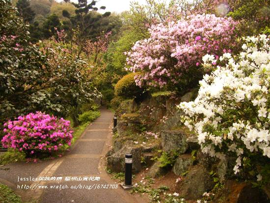 陽明山杜鵑花開 (88)