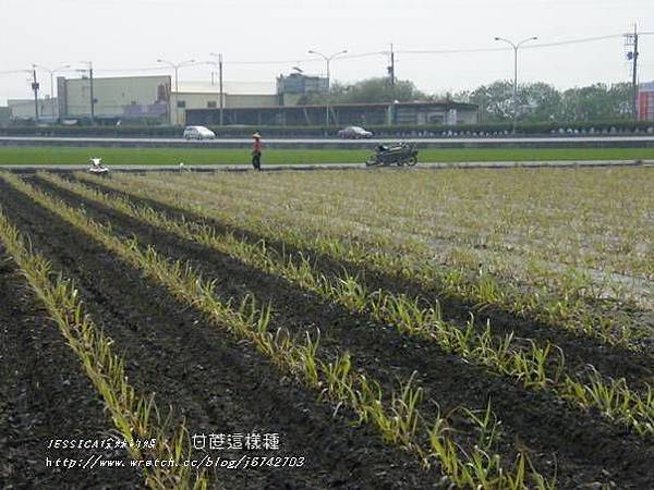 甘蔗(四月)