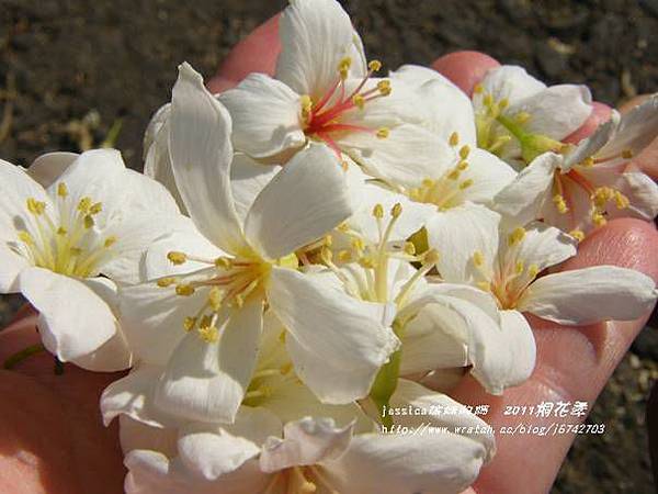 藤山步道賞桐去 (23)