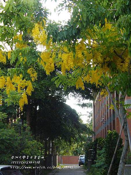 亞洲大學黃金雨 (54)