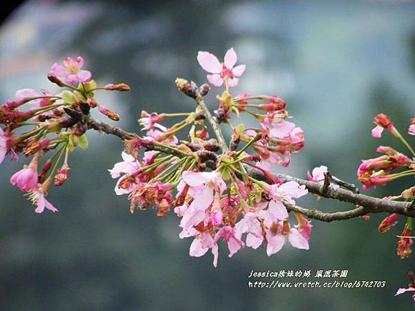 鳳凰茶園賞花 (16)