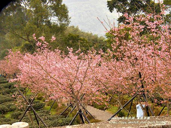 鳳凰茶園賞花 (25)