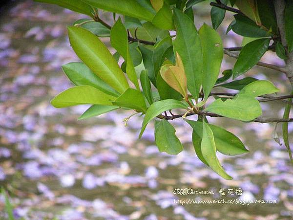 再拍藍花楹 (16)