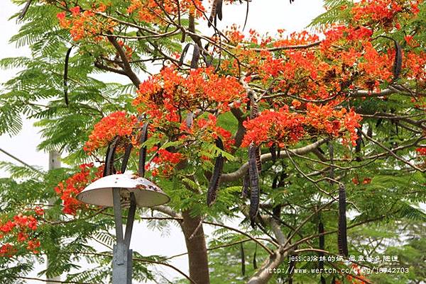 溪州綠筍路鳳凰花開 (171)