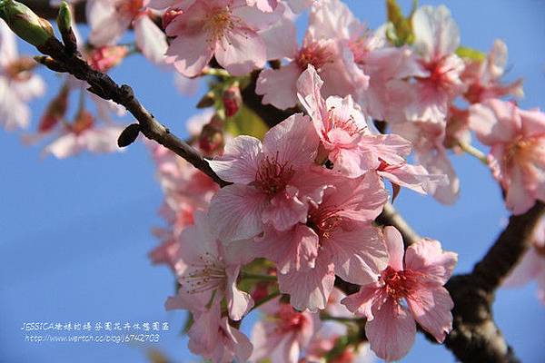 芬園花卉休憩園區 (93)