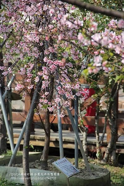 芬園花卉休憩園區 (127)