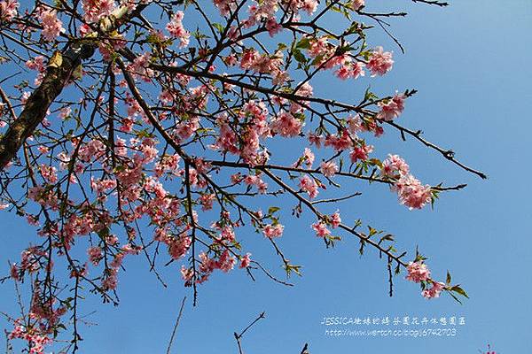 芬園花卉休憩園區 (145)