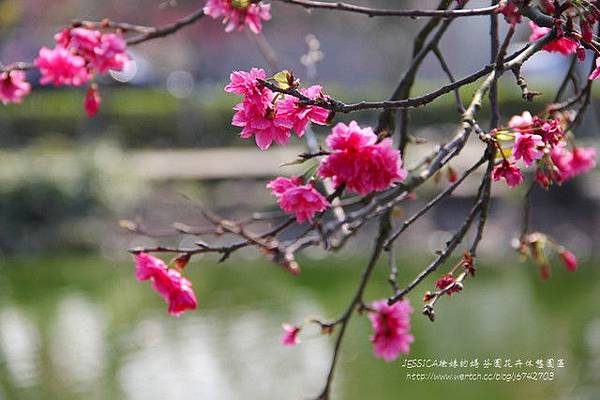 芬園花卉休憩園區 (137)