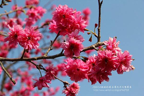 芬園花卉休憩園區 (148)