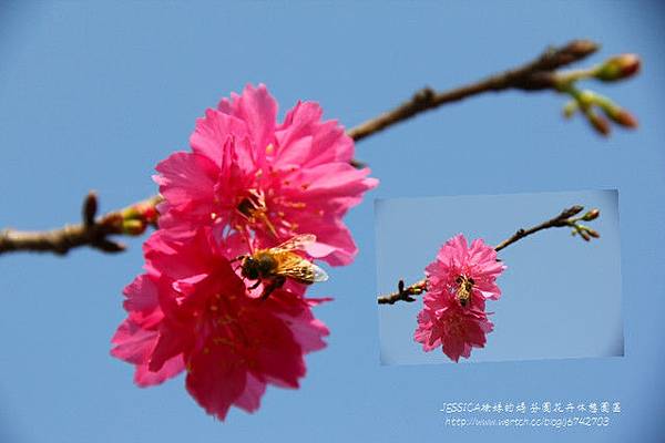 芬園花卉休憩園區 (160)