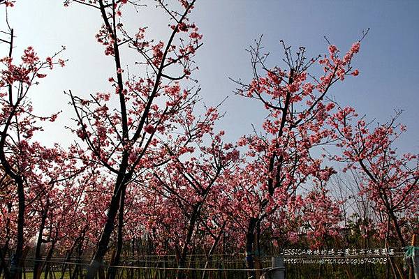 芬園花卉休憩園區 (209)