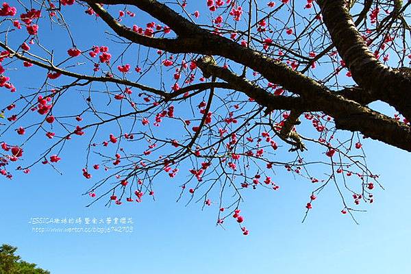 埔里暨南大學賞櫻去~ (27)