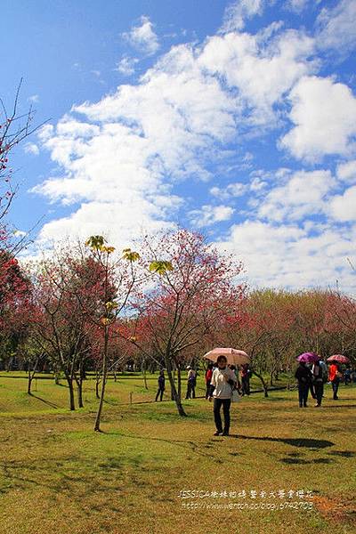 埔里暨南大學賞櫻去~ (82)