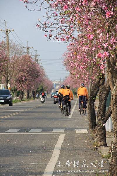 土庫櫻花大道 (33)