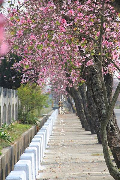 土庫櫻花大道 (43)