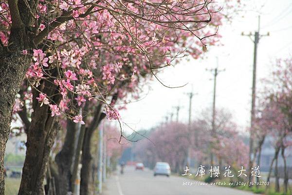 土庫櫻花大道 (73)