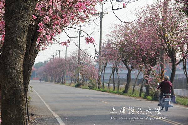 土庫櫻花大道 (76)