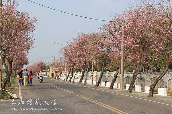 土庫櫻花大道 (78)