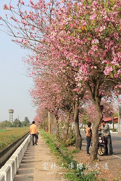 土庫櫻花大道 (89)