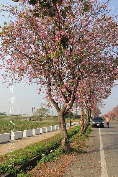 土庫櫻花大道 (103)