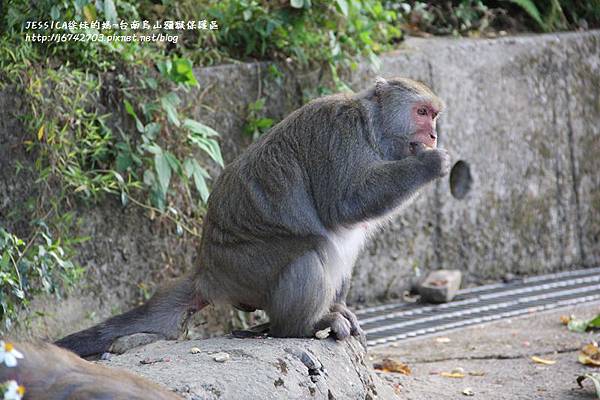 烏山獼猴保護區草山月世界 (61).JPG