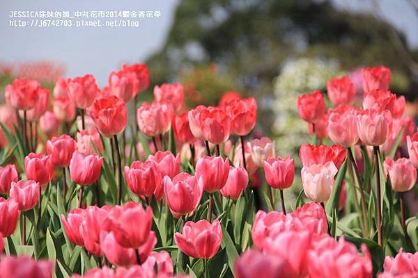 中社花市鬱金香花季 (26)