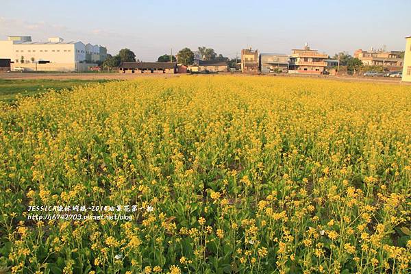 油菜花隨拍手瑀賢杏鈞) (32).JPG