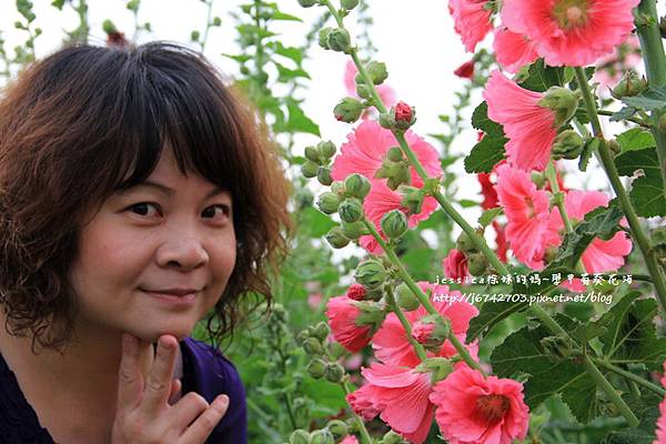 學甲蜀葵花海 (105).JPG