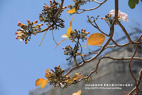 豐樂公園粉紅風鈴木 (131).JPG