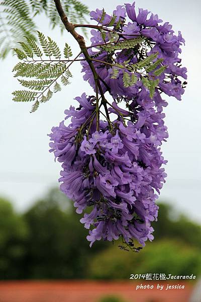 中興新村藍花楹 (11).JPG