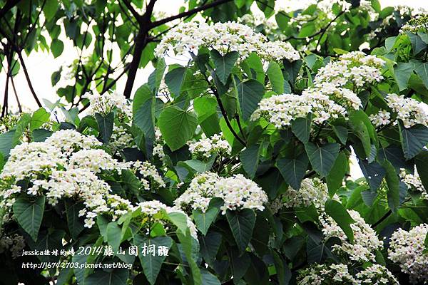 藤山園油桐花開 (17).JPG