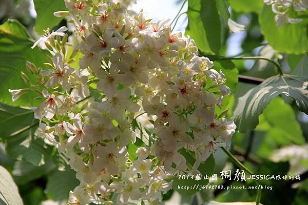 藤山園油桐花開 (42).JPG