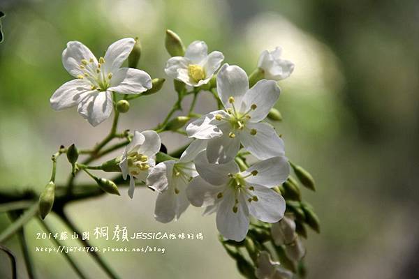 藤山園油桐花開 (54).JPG