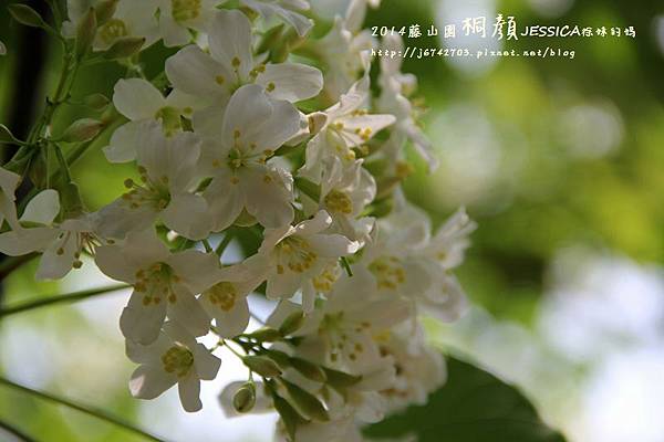 藤山園油桐花開 (55).JPG