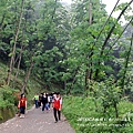 頭屋夢幻賞桐步道 (30).JPG